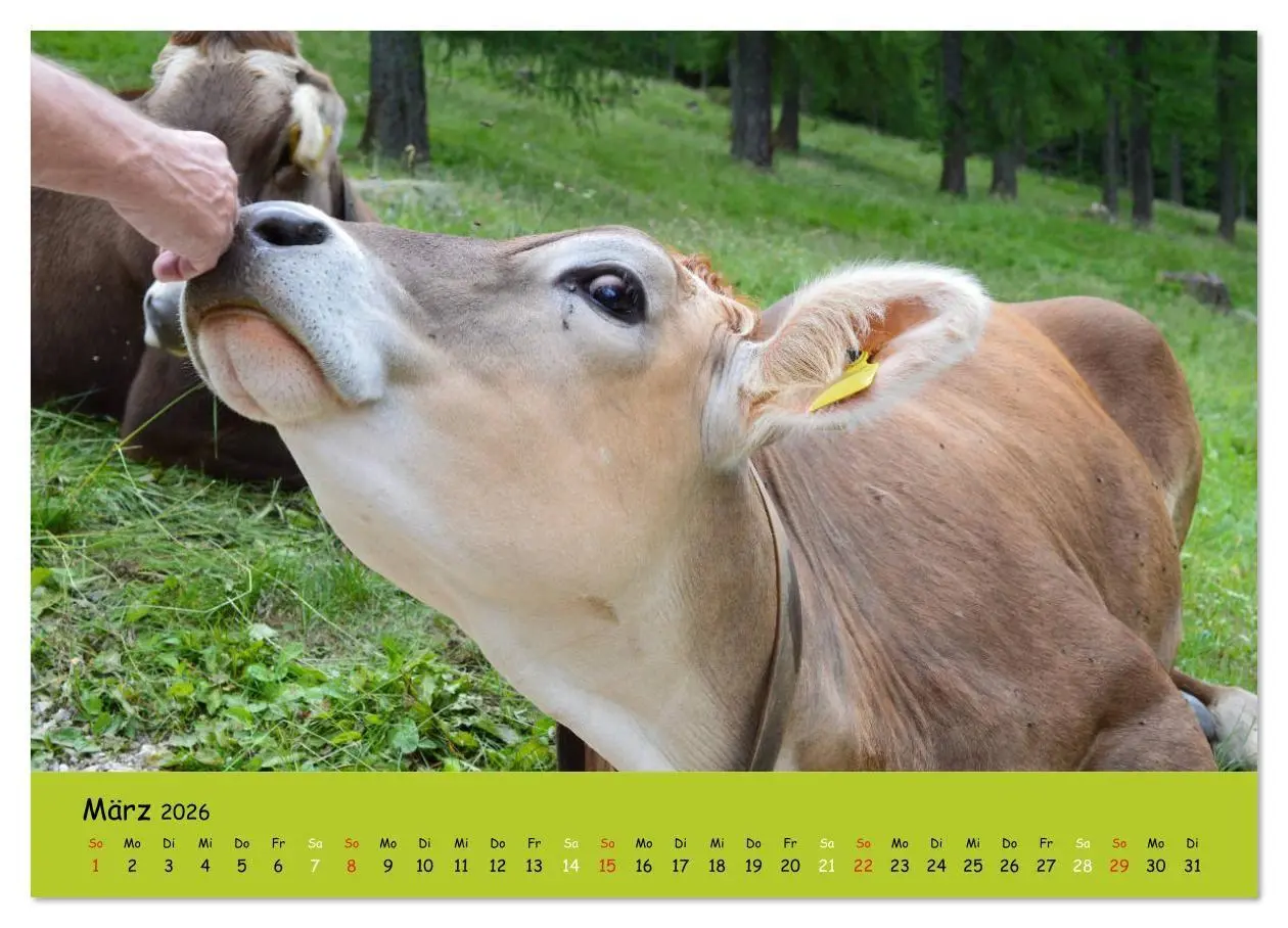 Bild: 9783516629118 | Kühe - Schönheiten der Alpen (hochwertiger Premium Wandkalender...