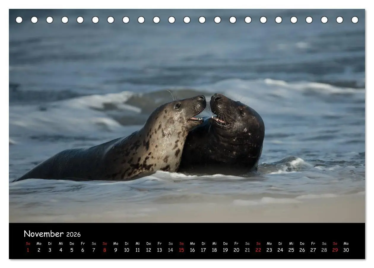Bild: 9783516239218 | Robben auf Helgoland 2026 (Tischkalender 2026 DIN A5 quer),...