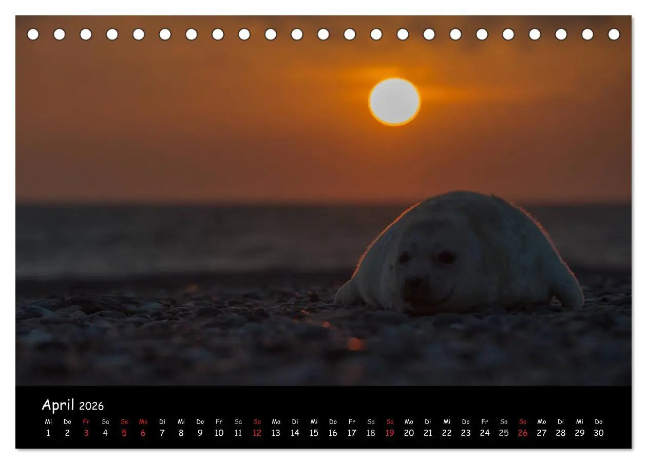 Bild: 9783516239218 | Robben auf Helgoland 2026 (Tischkalender 2026 DIN A5 quer),...