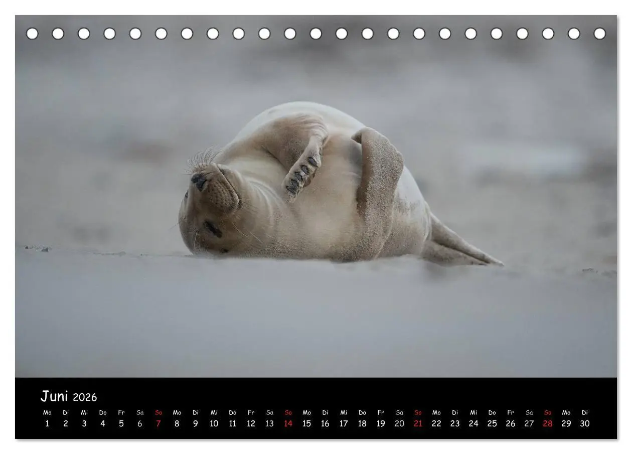 Bild: 9783516239218 | Robben auf Helgoland 2026 (Tischkalender 2026 DIN A5 quer),...