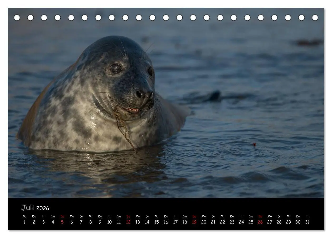 Bild: 9783516239218 | Robben auf Helgoland 2026 (Tischkalender 2026 DIN A5 quer),...