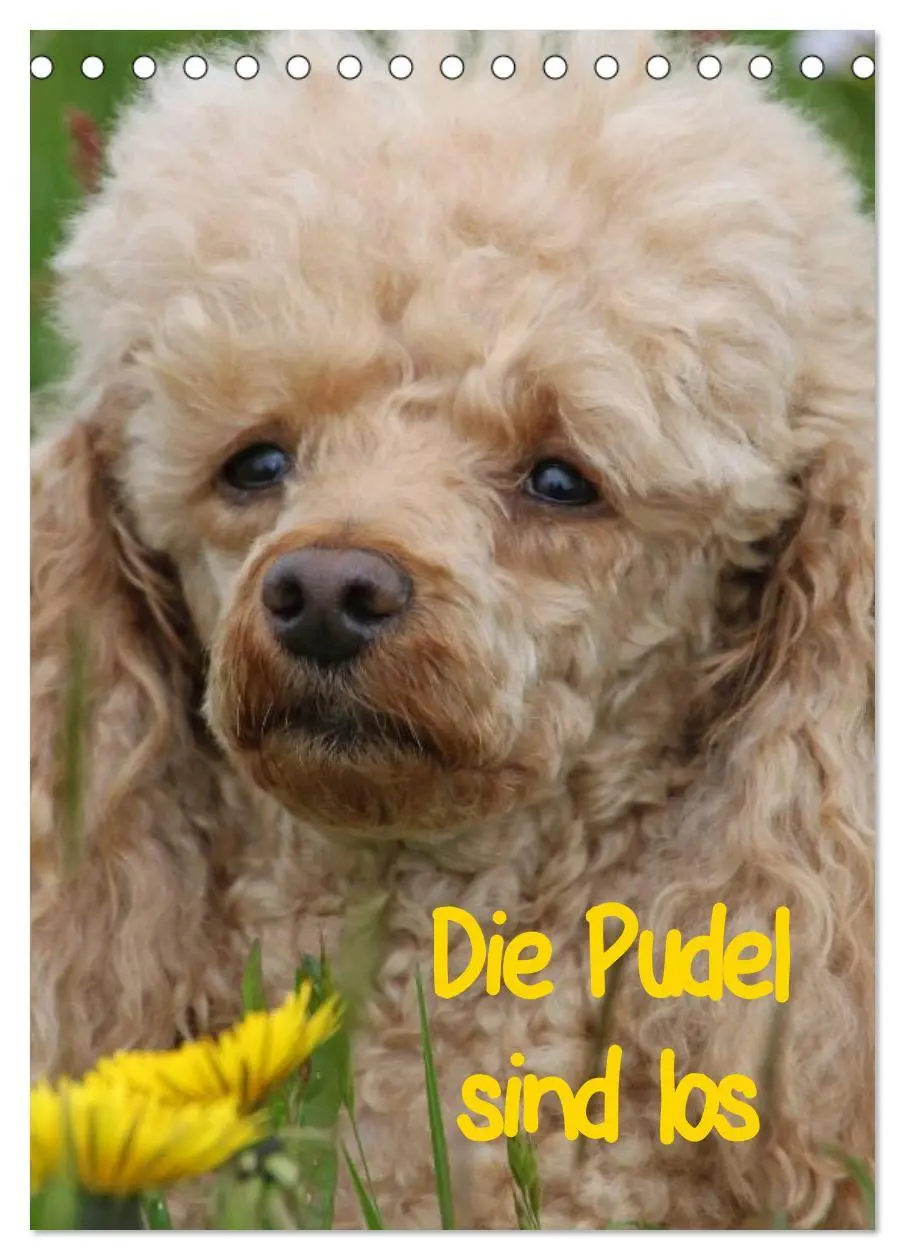 Cover: 9783516479218 | Die Pudel sind los (Tischkalender 2026 DIN A5 hoch), CALVENDO...