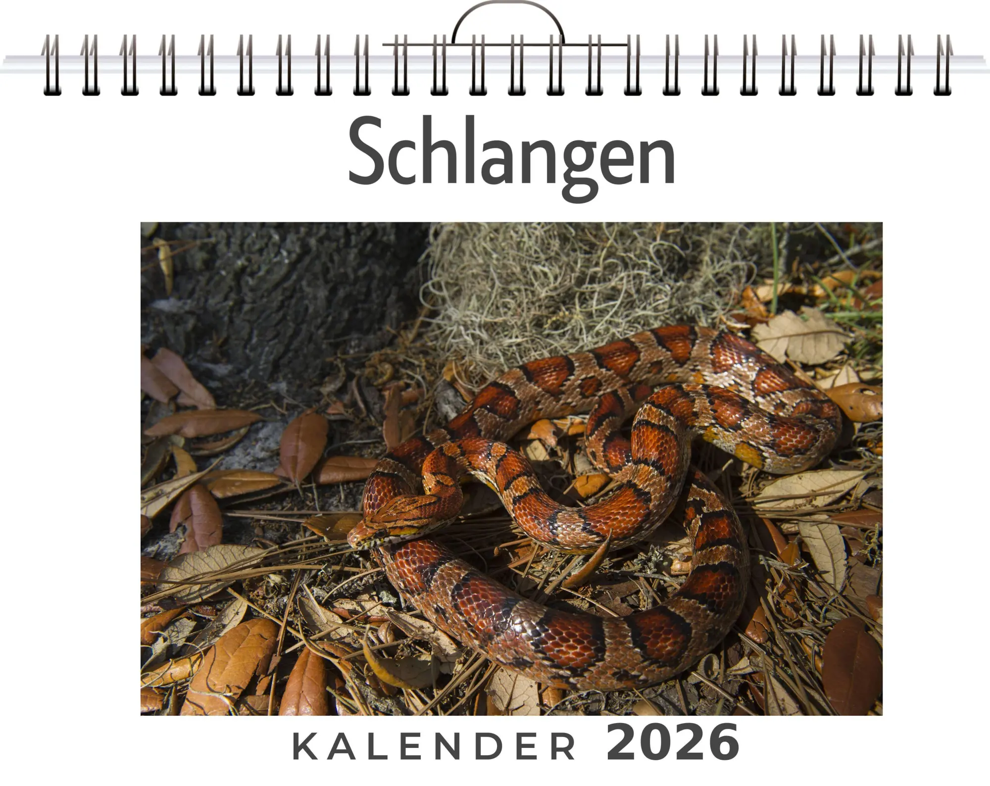 Cover: 9783759199218 | Schlangen | Linus Meier | Kalender | Deutsch | 2026 | FlipFlop