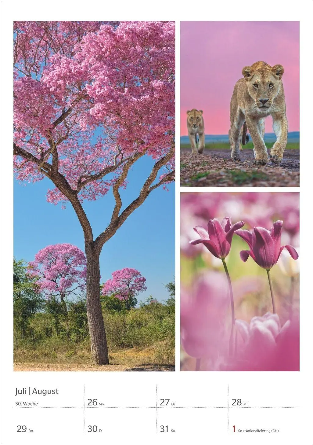 Bild: 9783840039218 | Magie der Farben Wochenplaner 2027 | Harenberg | Kalender | 54 S.