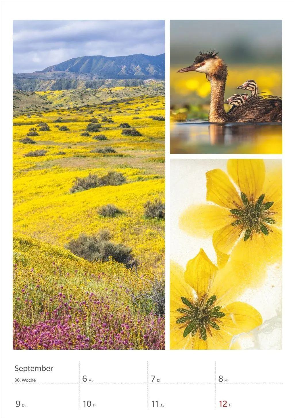 Bild: 9783840039218 | Magie der Farben Wochenplaner 2027 | Harenberg | Kalender | 54 S.