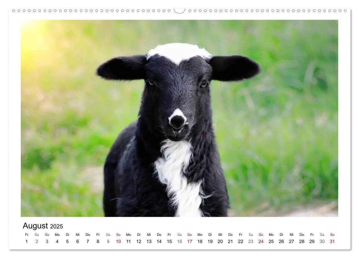 Bild: 9783435429318 | Schäfchen zählen - Mit Schafen durchs Jahr (Wandkalender 2025 DIN...