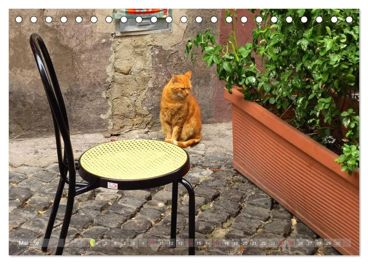 Bild: 9783516089318 | Rom - der gemütliche Stadtteil Trastevere (Tischkalender 2026 DIN...