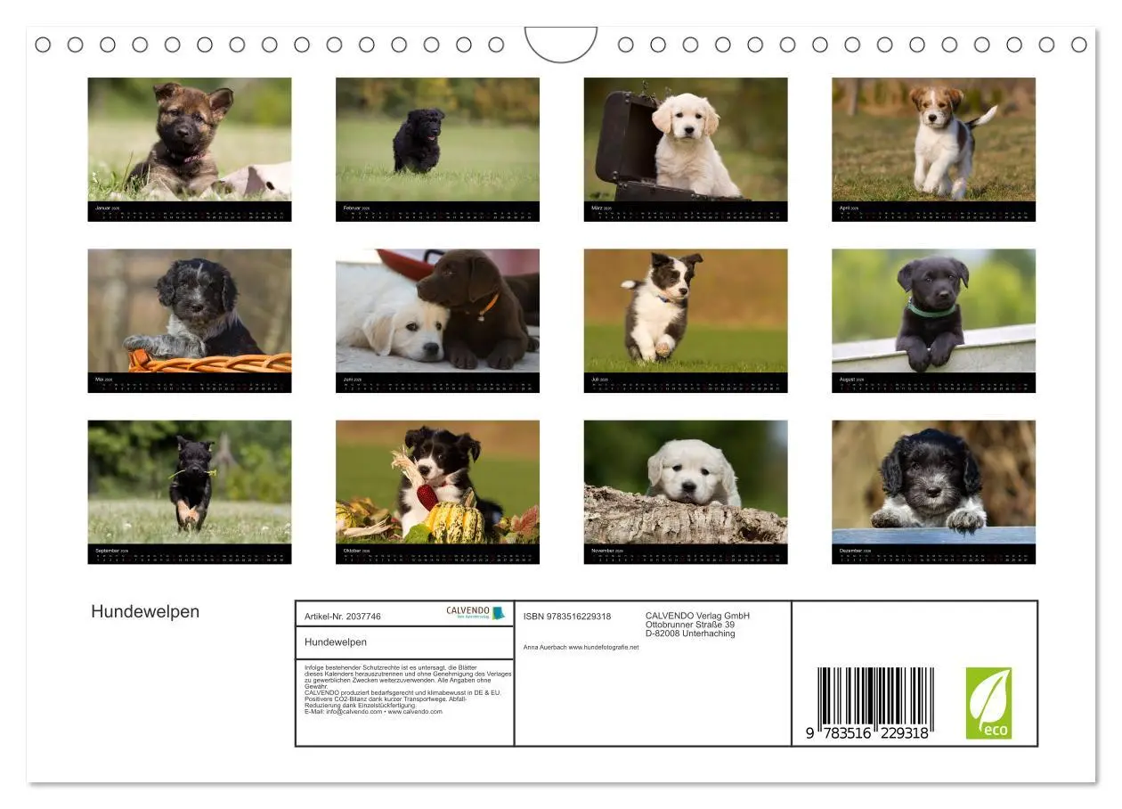 Bild: 9783516229318 | Hundewelpen (Wandkalender 2026 DIN A4 quer), CALVENDO Monatskalender
