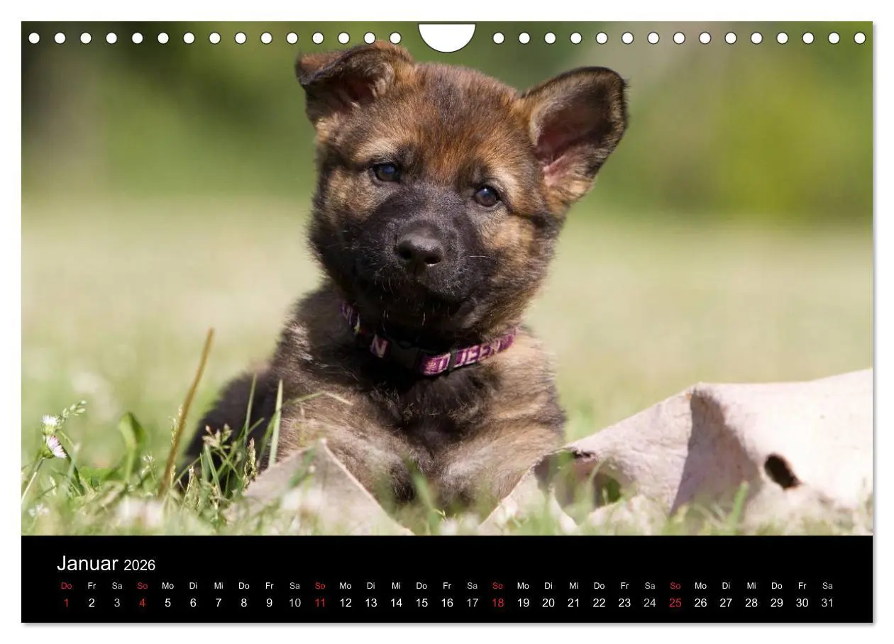 Bild: 9783516229318 | Hundewelpen (Wandkalender 2026 DIN A4 quer), CALVENDO Monatskalender