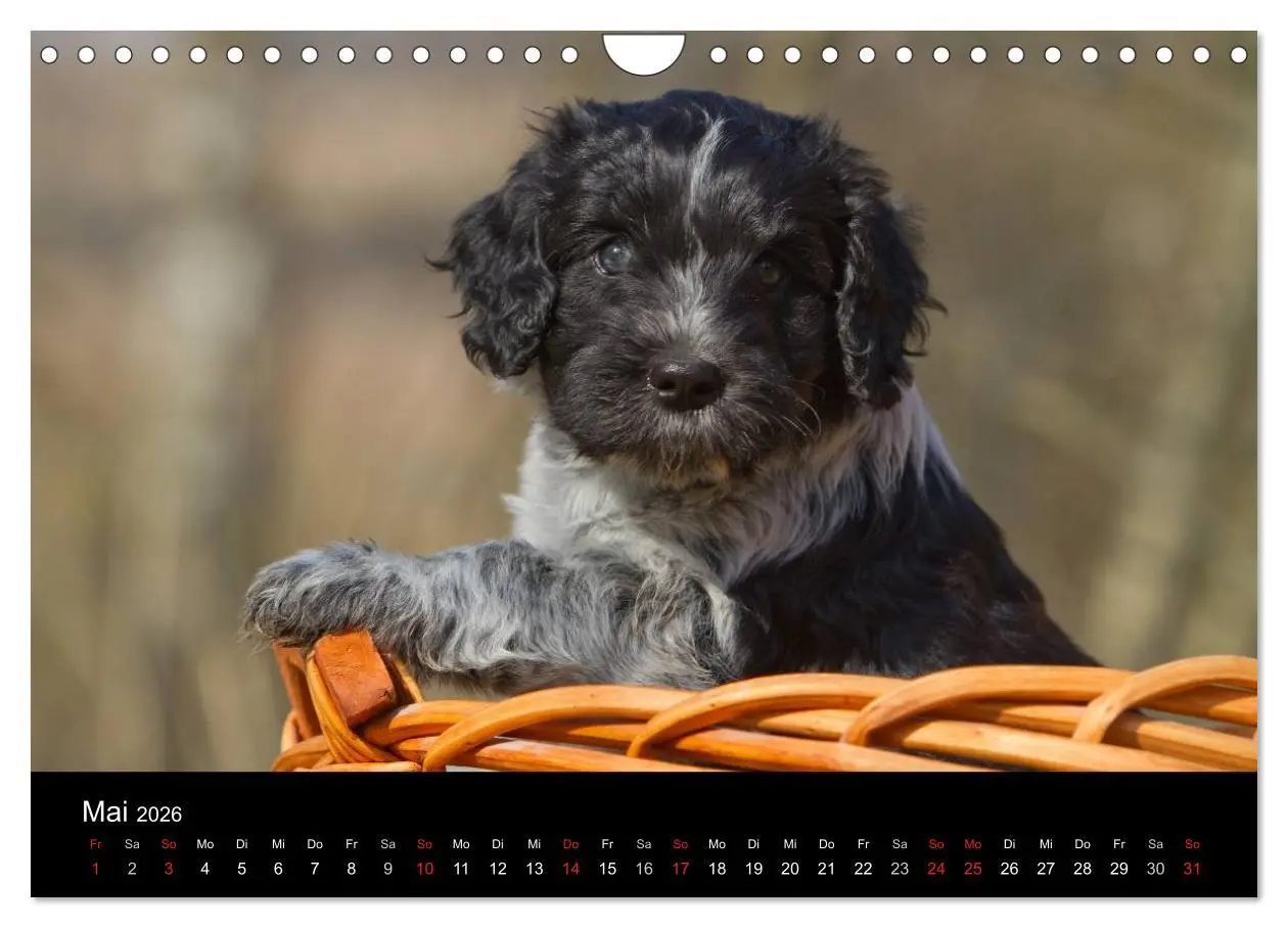 Bild: 9783516229318 | Hundewelpen (Wandkalender 2026 DIN A4 quer), CALVENDO Monatskalender