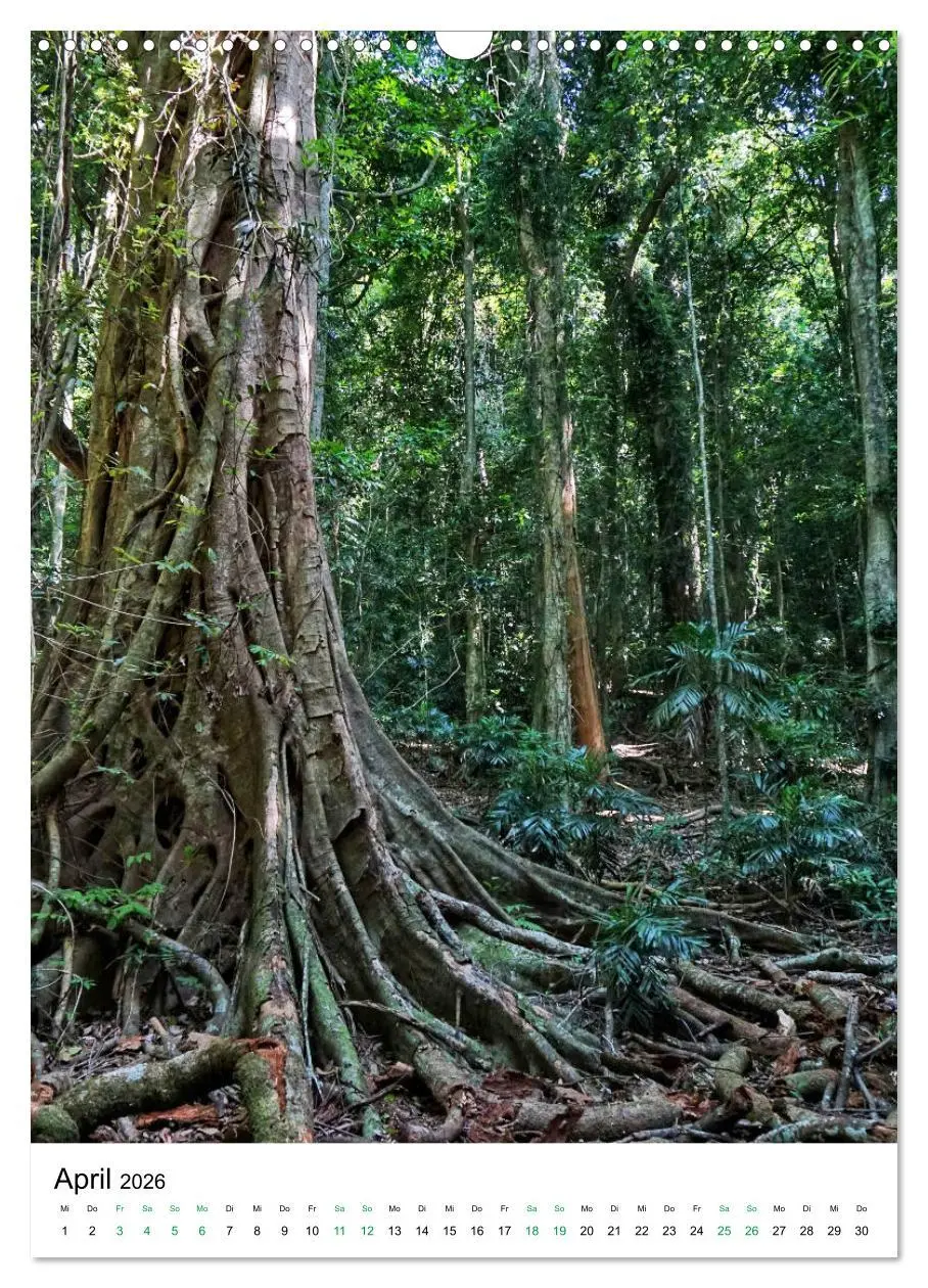 Bild: 9783516399318 | Regenwald - Australien (Wandkalender 2026 DIN A3 hoch), CALVENDO...