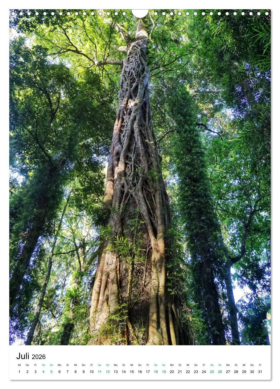 Bild: 9783516399318 | Regenwald - Australien (Wandkalender 2026 DIN A3 hoch), CALVENDO...