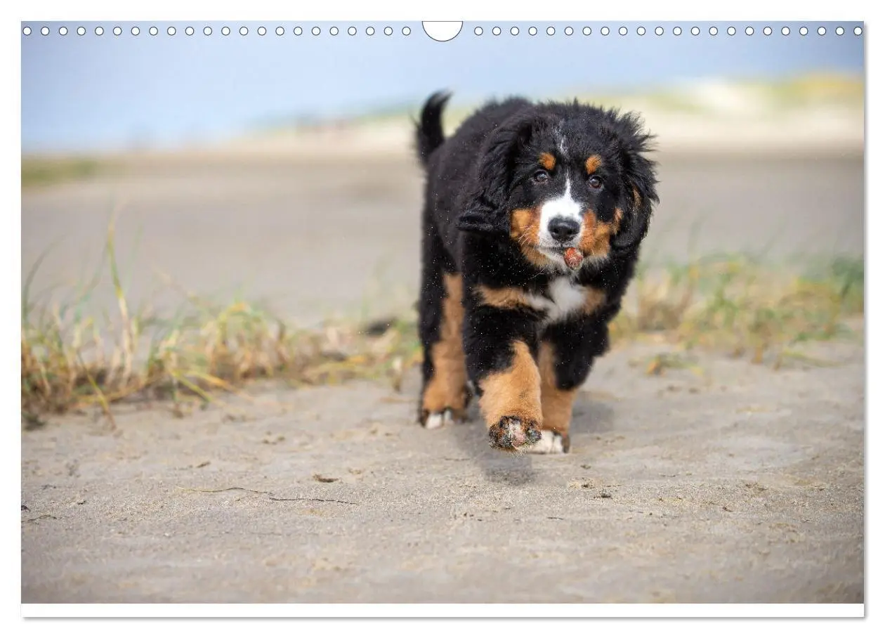 Bild: 9783435659418 | Liebling BERNER SENNENHUND (Wandkalender 2025 DIN A3 quer),...