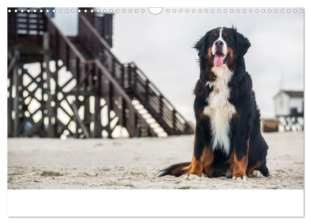 Bild: 9783435659418 | Liebling BERNER SENNENHUND (Wandkalender 2025 DIN A3 quer),...