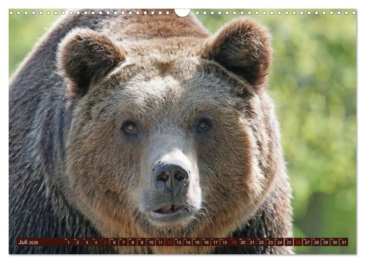 Bild: 9783457989418 | Bären. Unterwegs mit Meister Petz (Wandkalender 2026 DIN A3 quer),...