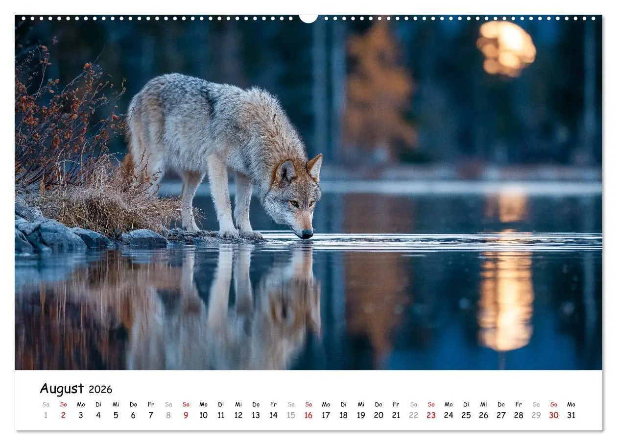 Bild: 9783516699418 | Wölfe im Mondlicht - Ruf der Wildnis (Wandkalender 2026 DIN A2...