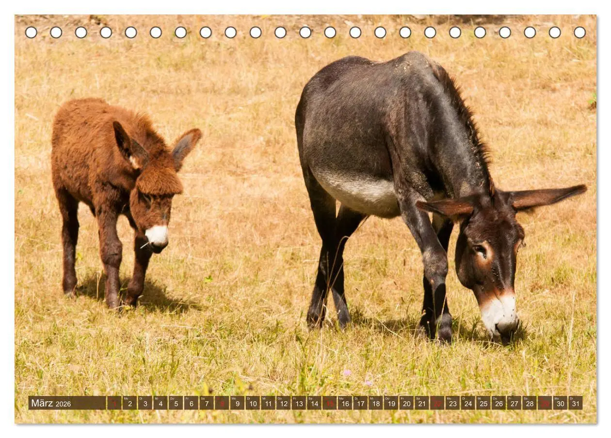 Bild: 9783457809518 | Liebenswerte Langohren - Die Schönheit der Esel (Tischkalender 2026...