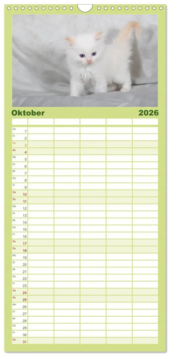 Bild: 9783516519518 | Familienplaner 2026 - Ragdoll Kitten mit 5 Spalten (Wandkalender,...