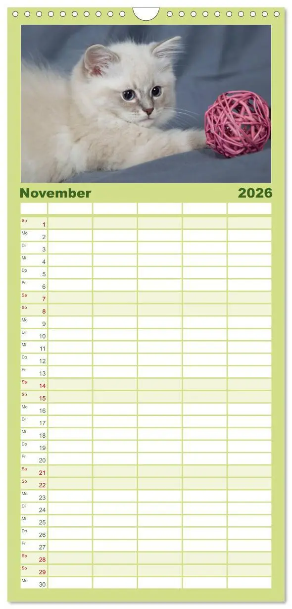 Bild: 9783516519518 | Familienplaner 2026 - Ragdoll Kitten mit 5 Spalten (Wandkalender,...