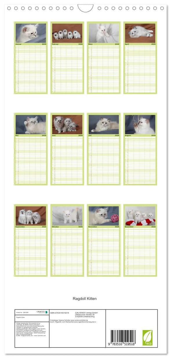 Bild: 9783516519518 | Familienplaner 2026 - Ragdoll Kitten mit 5 Spalten (Wandkalender,...