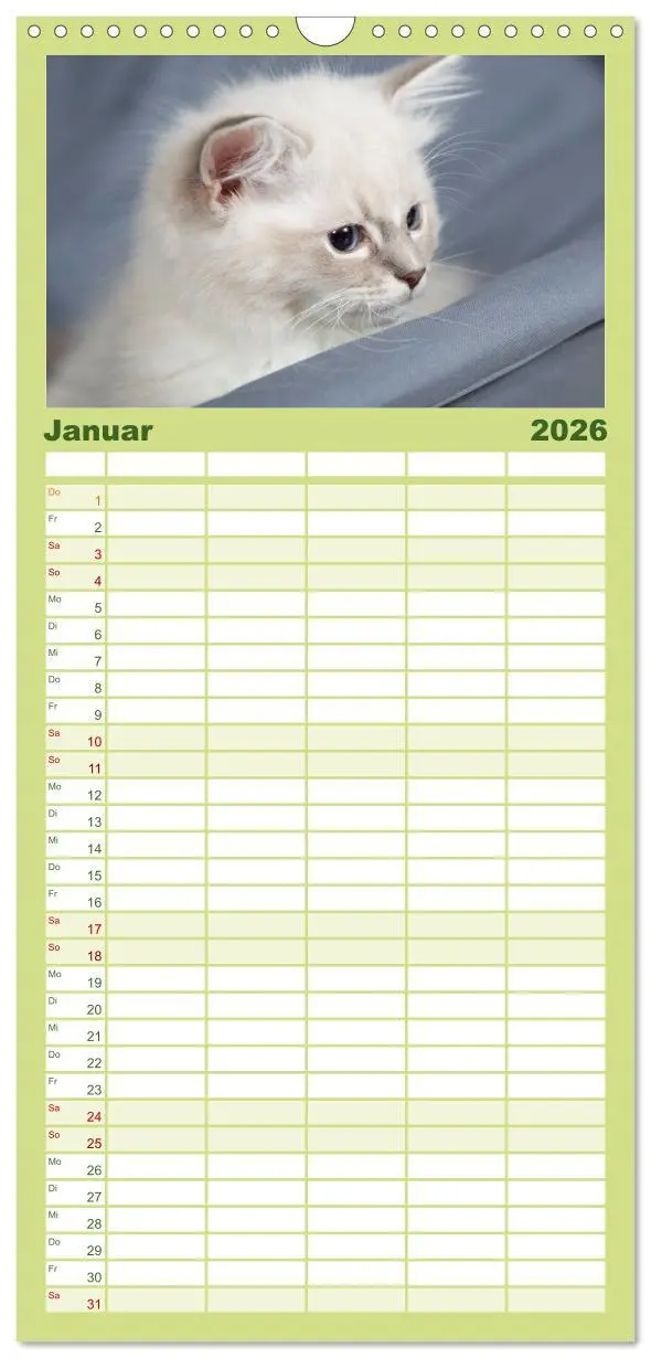 Bild: 9783516519518 | Familienplaner 2026 - Ragdoll Kitten mit 5 Spalten (Wandkalender,...