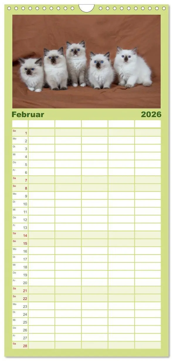 Bild: 9783516519518 | Familienplaner 2026 - Ragdoll Kitten mit 5 Spalten (Wandkalender,...