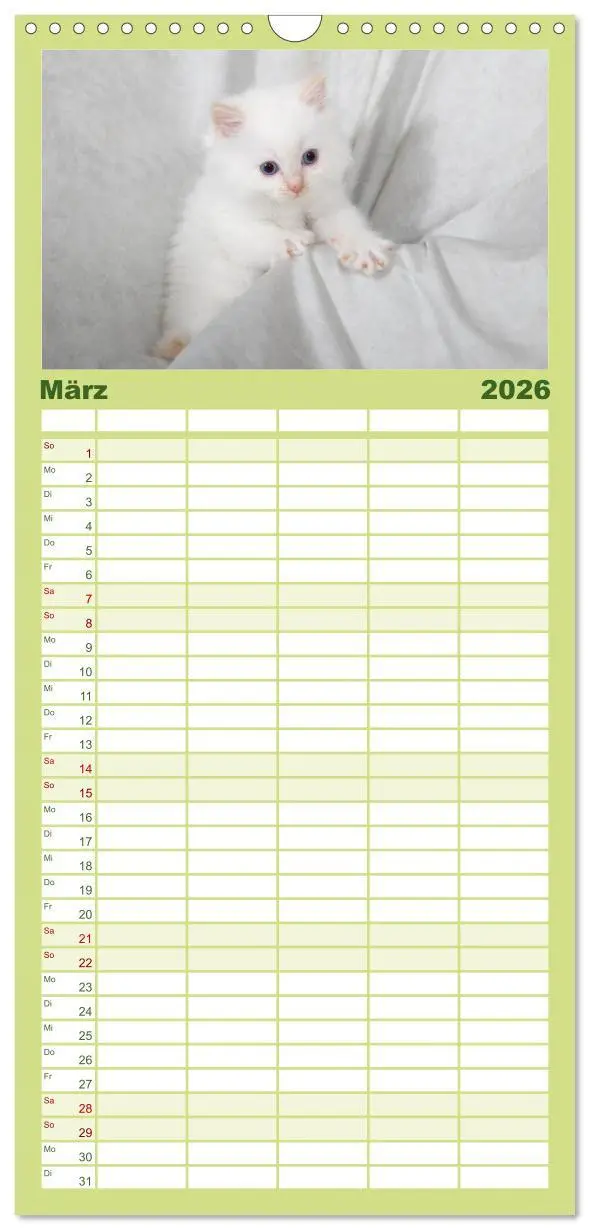 Bild: 9783516519518 | Familienplaner 2026 - Ragdoll Kitten mit 5 Spalten (Wandkalender,...