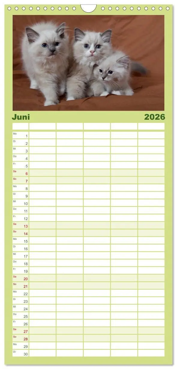 Bild: 9783516519518 | Familienplaner 2026 - Ragdoll Kitten mit 5 Spalten (Wandkalender,...