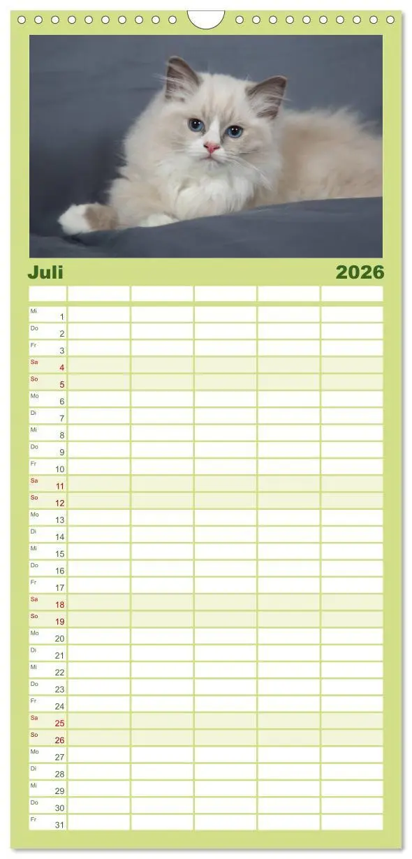 Bild: 9783516519518 | Familienplaner 2026 - Ragdoll Kitten mit 5 Spalten (Wandkalender,...