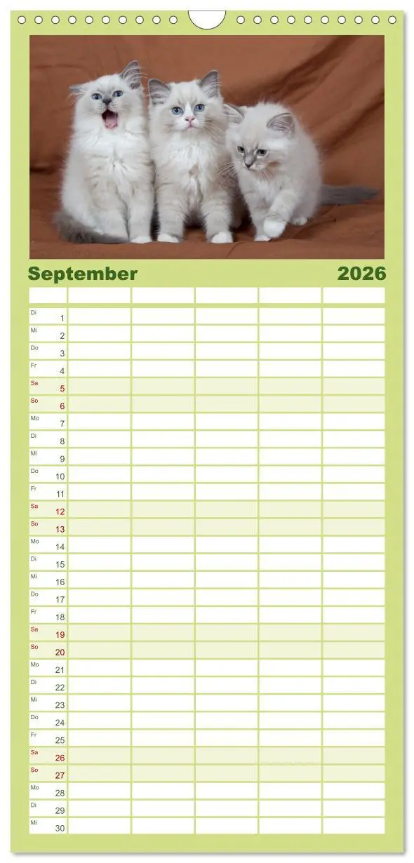Bild: 9783516519518 | Familienplaner 2026 - Ragdoll Kitten mit 5 Spalten (Wandkalender,...