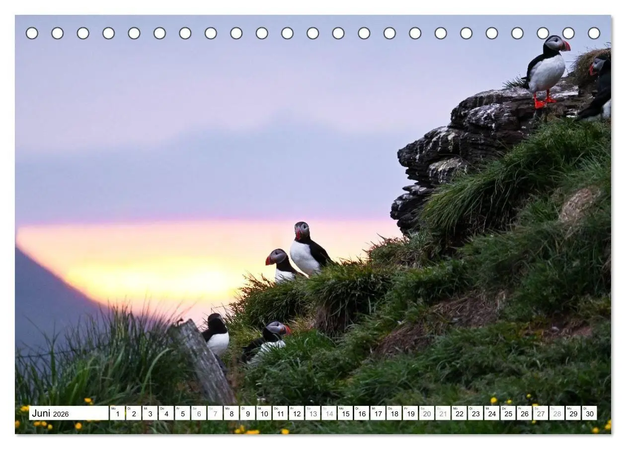 Bild: 9783516689518 | Islands Papageientaucher (Tischkalender 2026 DIN A5 quer), CALVENDO...