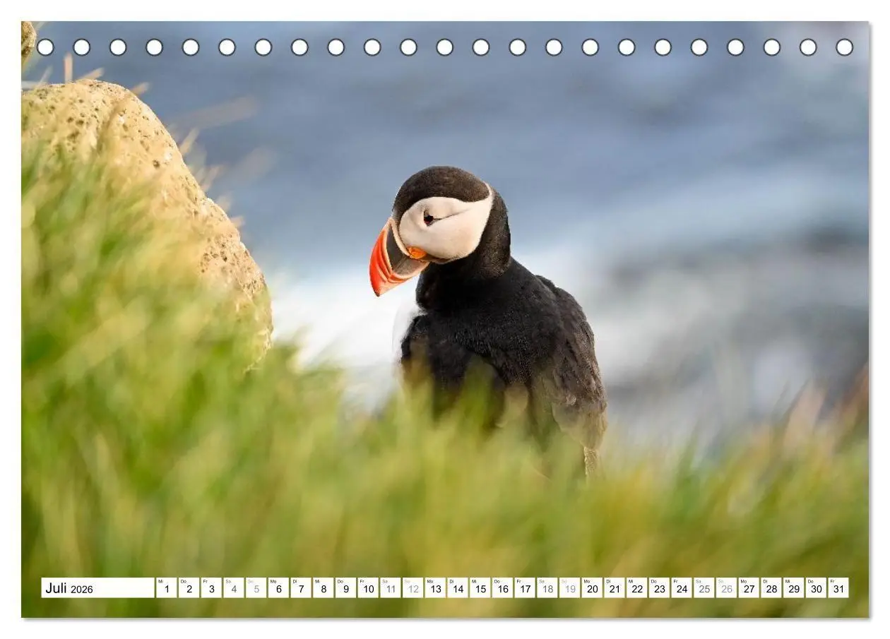 Bild: 9783516689518 | Islands Papageientaucher (Tischkalender 2026 DIN A5 quer), CALVENDO...