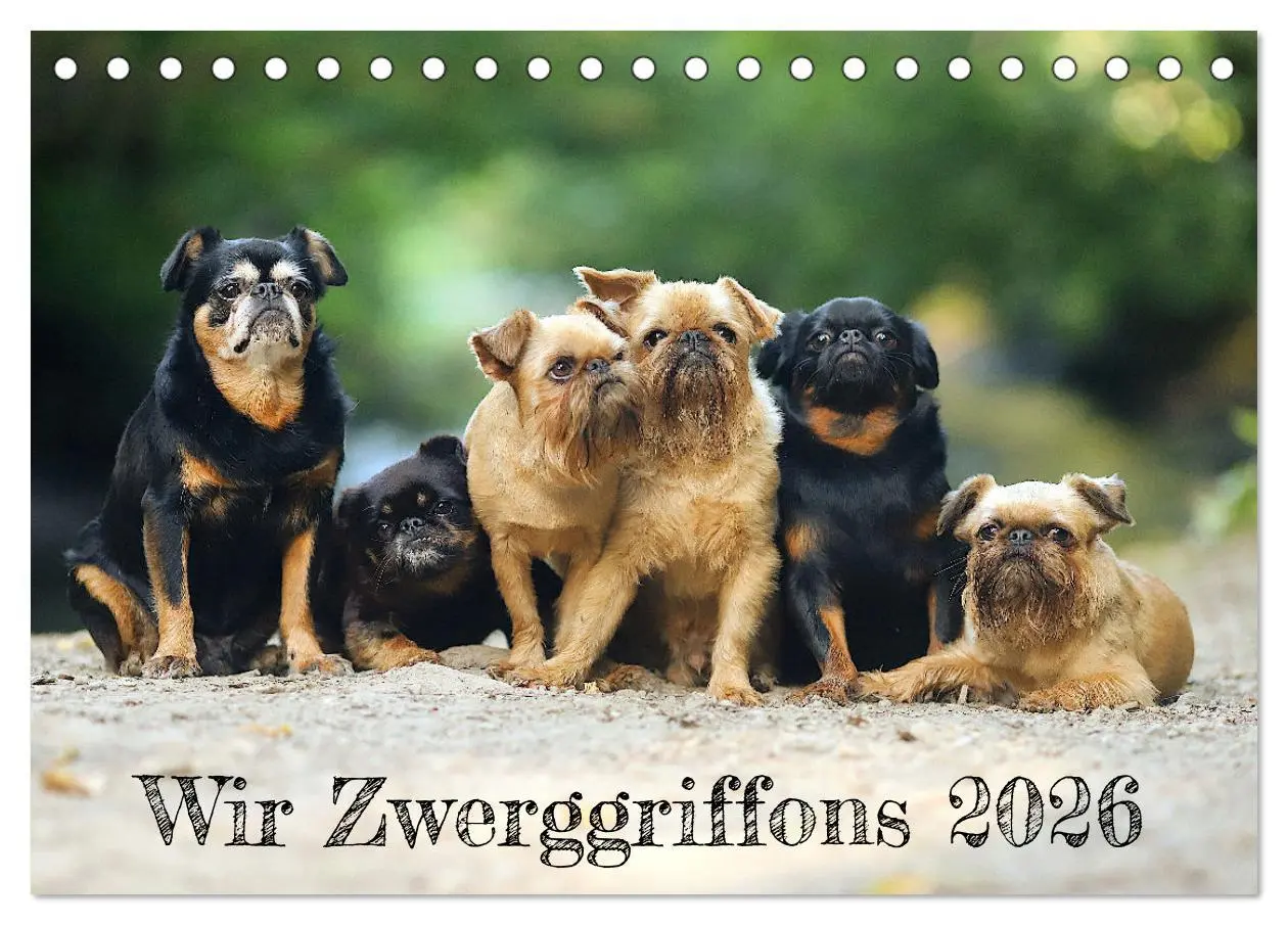 Cover: 9783457419618 | Wir Zwerggriffons 2026 (Tischkalender 2026 DIN A5 quer), CALVENDO...