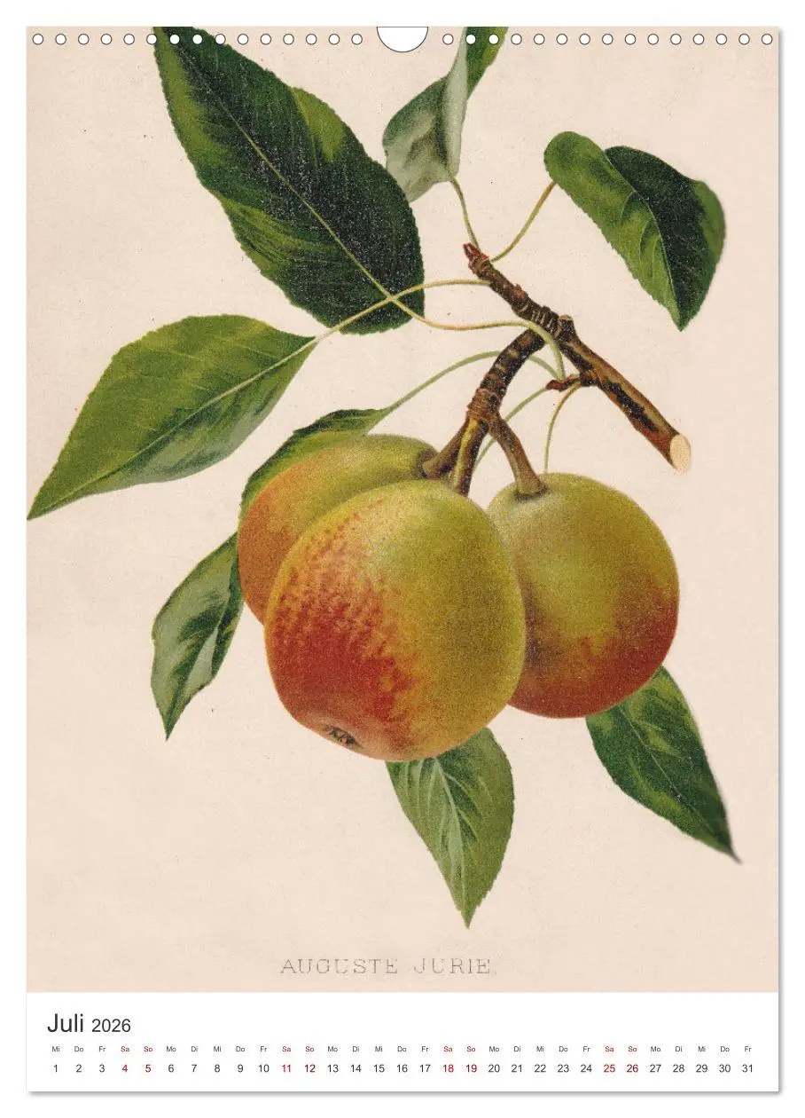 Bild: 9783516299618 | Alte Obstsorten - Birnen 2026 (Wandkalender 2026 DIN A3 hoch),...