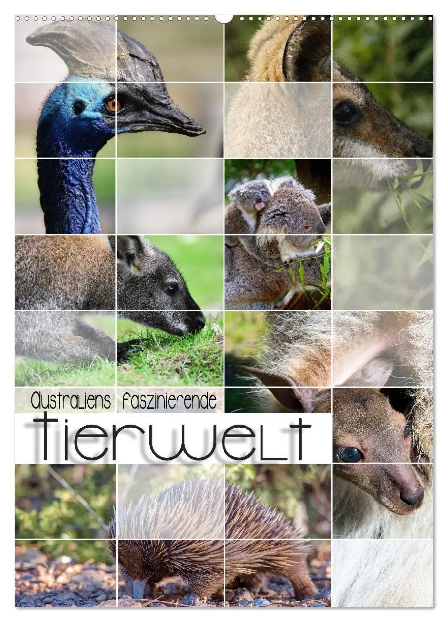 Cover: 9783516369618 | Australiens faszinierende Tierwelt (Wandkalender 2026 DIN A2 hoch),...
