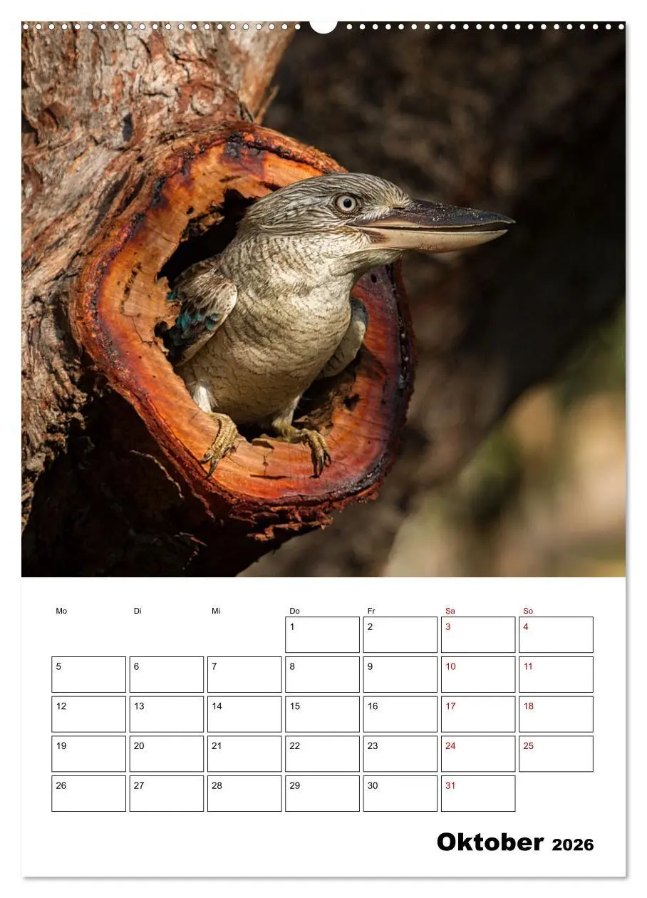 Bild: 9783516369618 | Australiens faszinierende Tierwelt (Wandkalender 2026 DIN A2 hoch),...