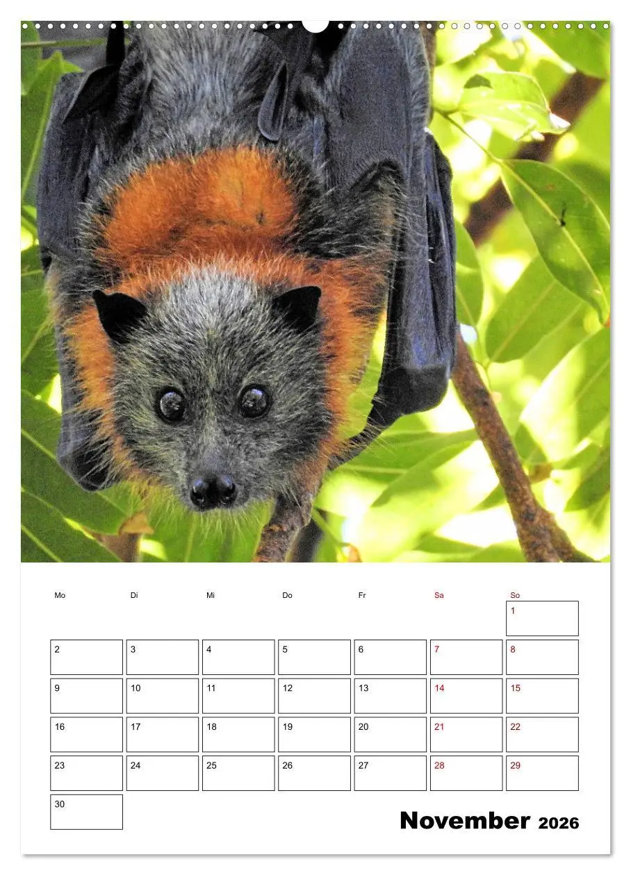 Bild: 9783516369618 | Australiens faszinierende Tierwelt (Wandkalender 2026 DIN A2 hoch),...