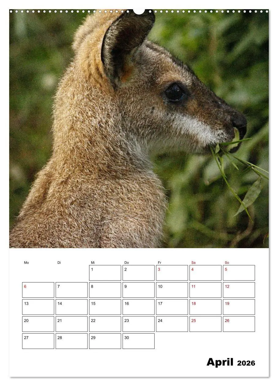 Bild: 9783516369618 | Australiens faszinierende Tierwelt (Wandkalender 2026 DIN A2 hoch),...