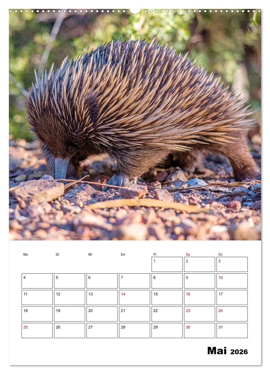 Bild: 9783516369618 | Australiens faszinierende Tierwelt (Wandkalender 2026 DIN A2 hoch),...