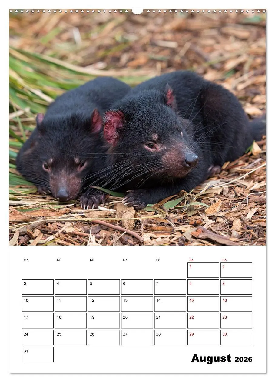 Bild: 9783516369618 | Australiens faszinierende Tierwelt (Wandkalender 2026 DIN A2 hoch),...
