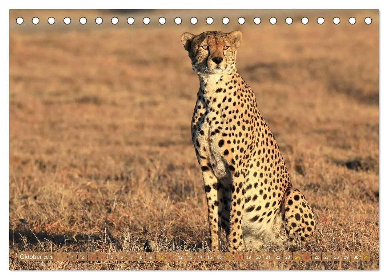 Bild: 9783516049718 | Geparden - Begegnungen in Afrika (Tischkalender 2026 DIN A5 quer),...