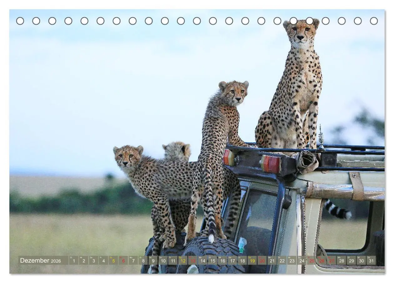 Bild: 9783516049718 | Geparden - Begegnungen in Afrika (Tischkalender 2026 DIN A5 quer),...