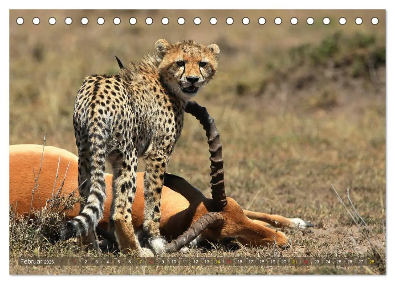 Bild: 9783516049718 | Geparden - Begegnungen in Afrika (Tischkalender 2026 DIN A5 quer),...