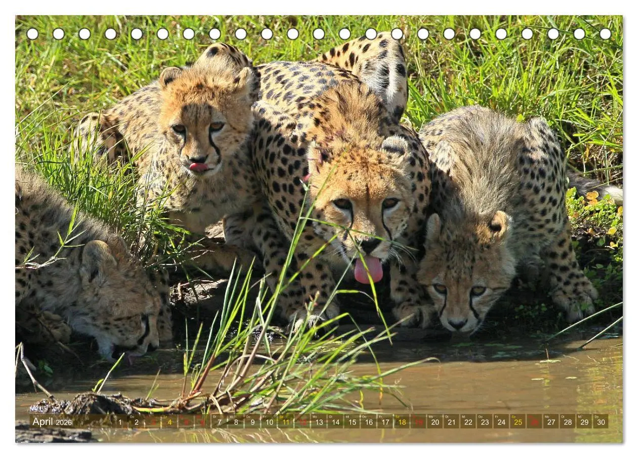 Bild: 9783516049718 | Geparden - Begegnungen in Afrika (Tischkalender 2026 DIN A5 quer),...
