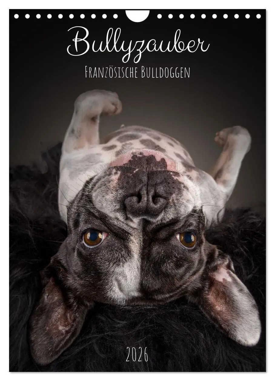 Cover: 9783516359718 | Bullyzauber - Französische Bulldoggen (Wandkalender 2026 DIN A4...
