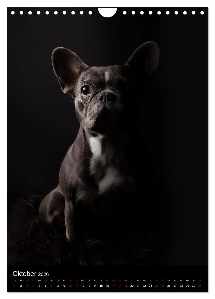 Bild: 9783516359718 | Bullyzauber - Französische Bulldoggen (Wandkalender 2026 DIN A4...