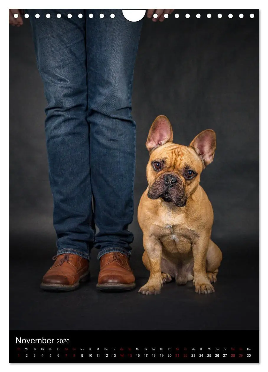 Bild: 9783516359718 | Bullyzauber - Französische Bulldoggen (Wandkalender 2026 DIN A4...