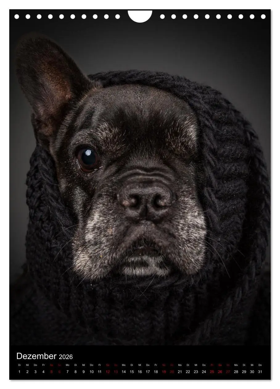Bild: 9783516359718 | Bullyzauber - Französische Bulldoggen (Wandkalender 2026 DIN A4...