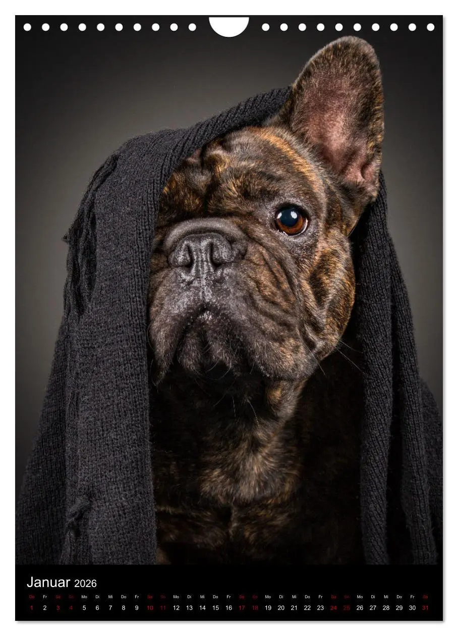 Bild: 9783516359718 | Bullyzauber - Französische Bulldoggen (Wandkalender 2026 DIN A4...