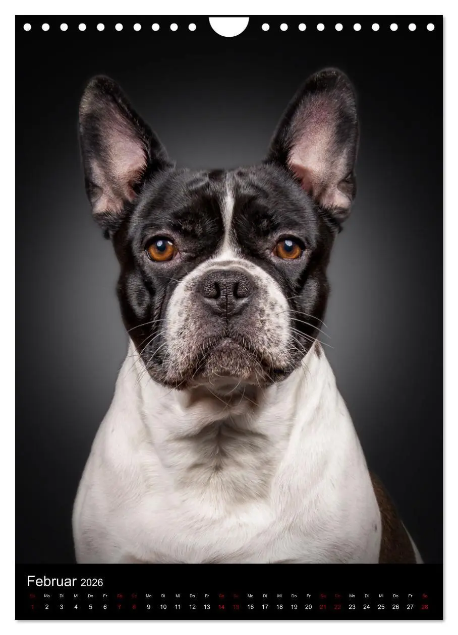 Bild: 9783516359718 | Bullyzauber - Französische Bulldoggen (Wandkalender 2026 DIN A4...